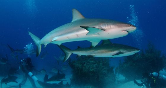 caribbean reef shark dive grand bahama